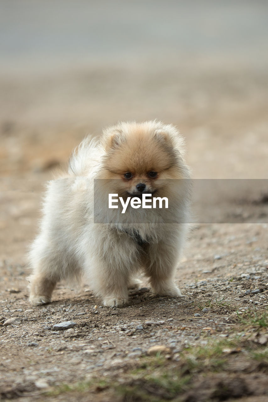 Pomeranan, spitz