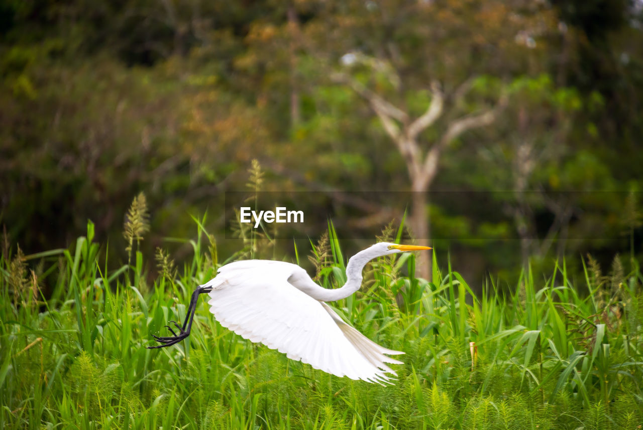 Crane flying above grassy field