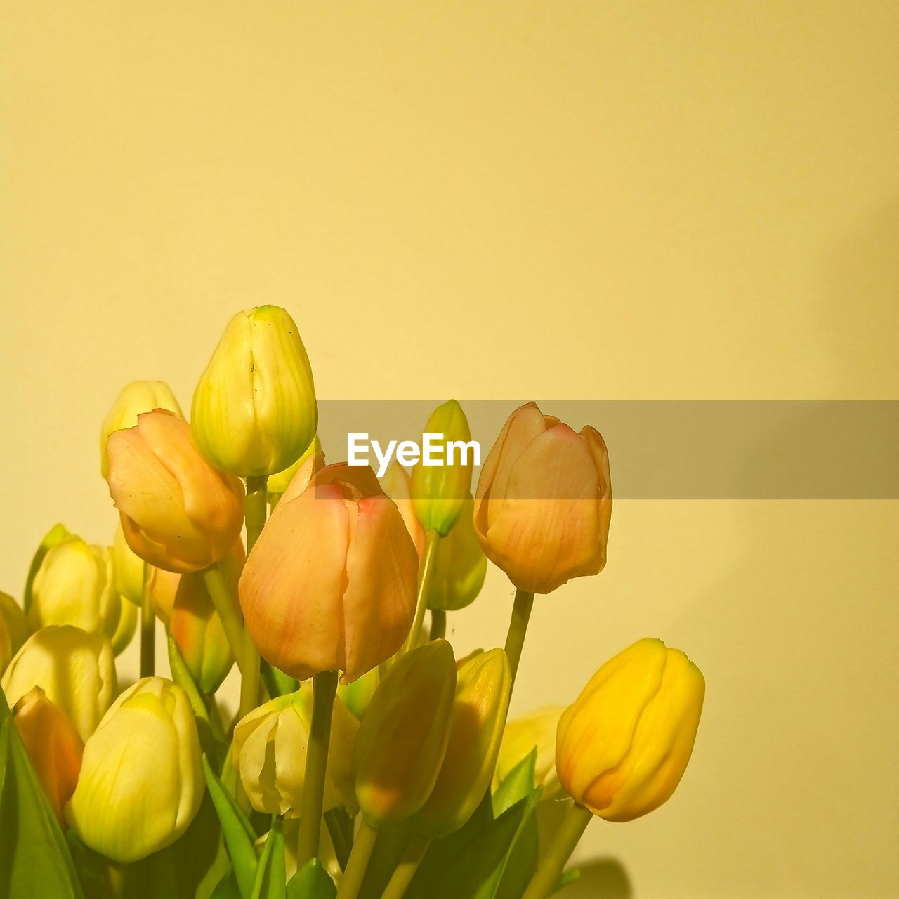 yellow, plant, flower, freshness, flowering plant, beauty in nature, nature, close-up, petal, no people, macro photography, colored background, studio shot, growth, tulip, fragility, green, copy space, flower head, inflorescence, flower arrangement, springtime, food and drink, indoors, yellow background, food