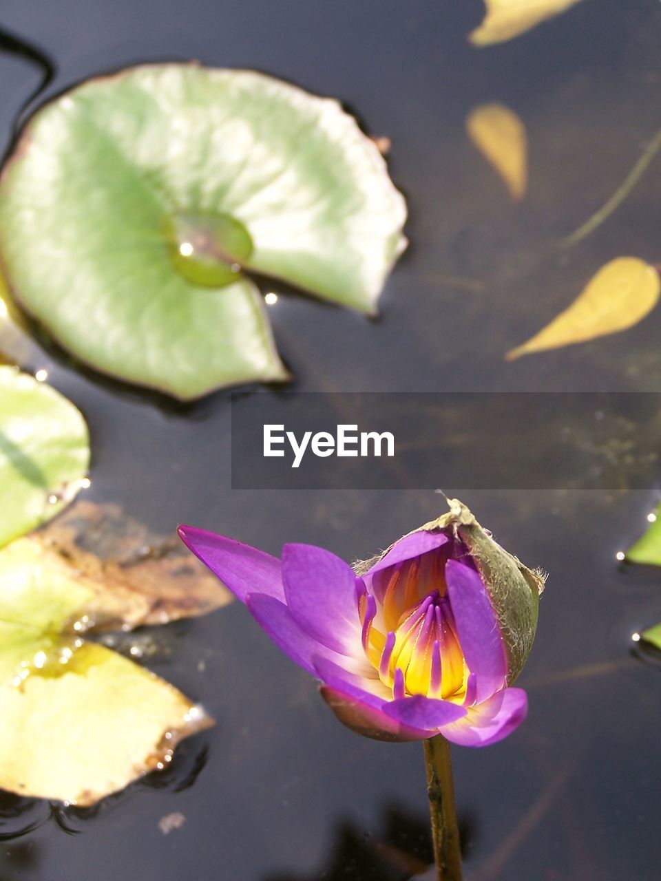 CLOSE-UP OF LOTUS WATER LILY