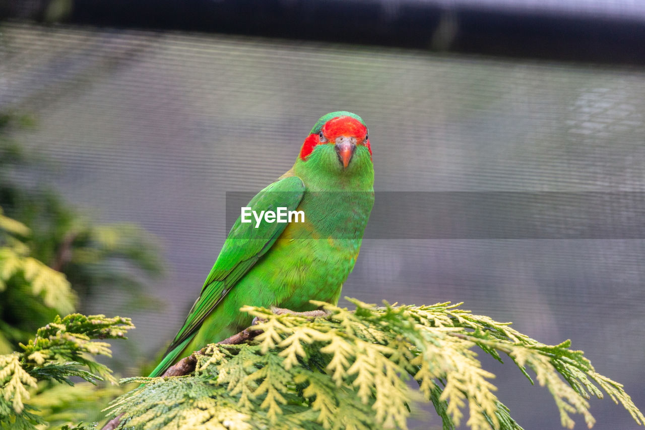 CLOSE UP OF PARROT PERCHING ON BRANCH