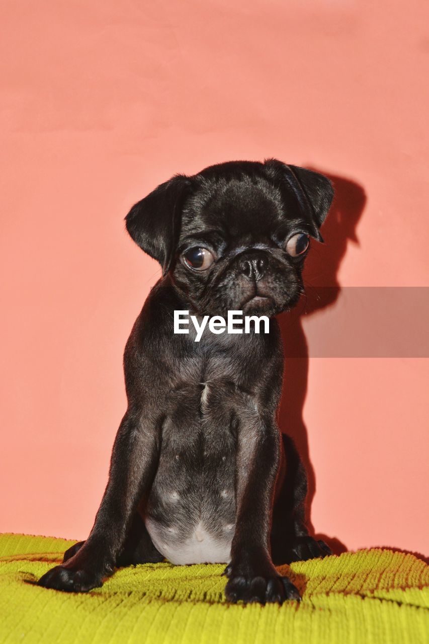 PORTRAIT OF BLACK DOG SITTING AGAINST ORANGE BACKGROUND