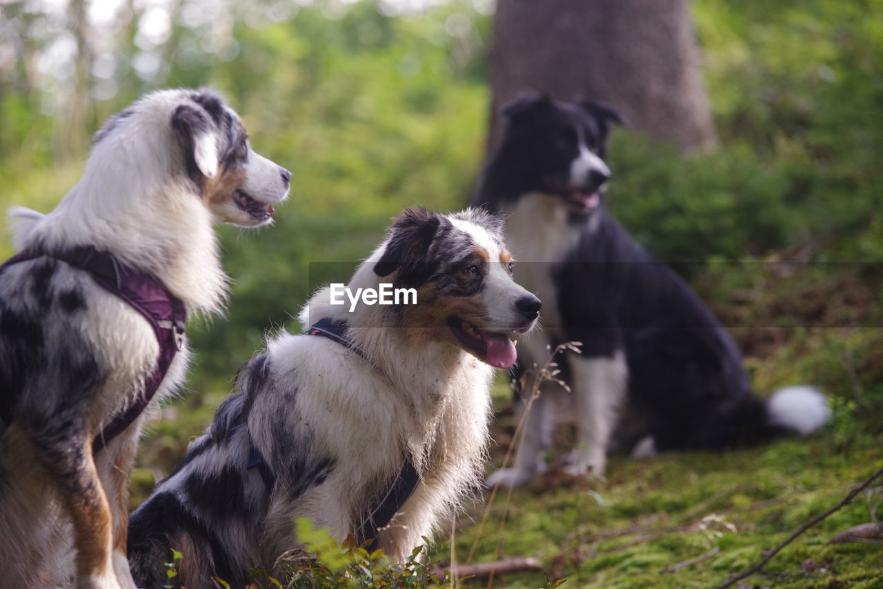 mammal, animal themes, pet, animal, dog, domestic animals, canine, group of animals, plant, border collie, grass, two animals, nature, no people, outdoors, cute, animal hair, togetherness, land, looking