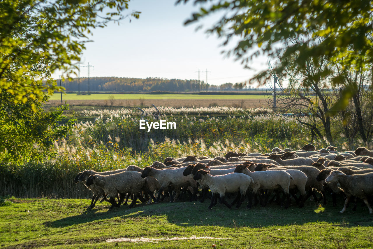 Flock of sheep walking on grassy field against sky