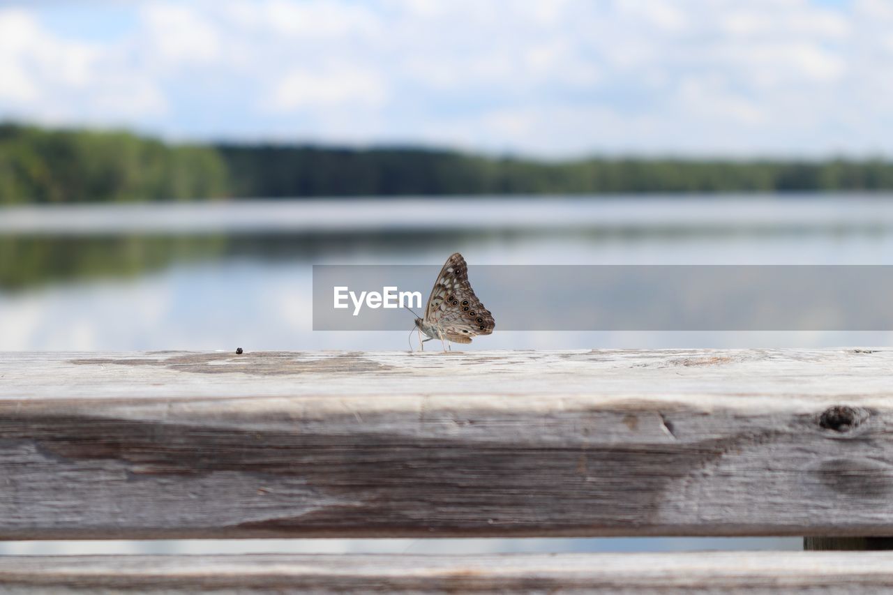 Butterfly on wooden railing against lake