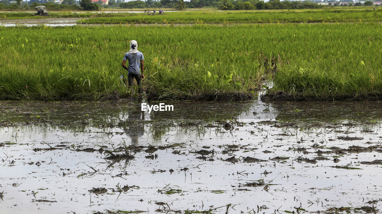 Rear view of farmer standing on rice field