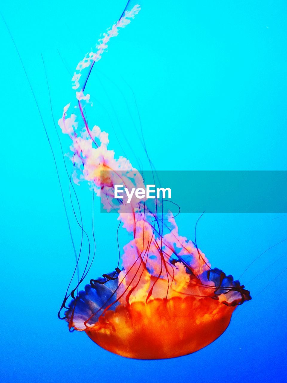 Close-up of jellyfish swimming in sea