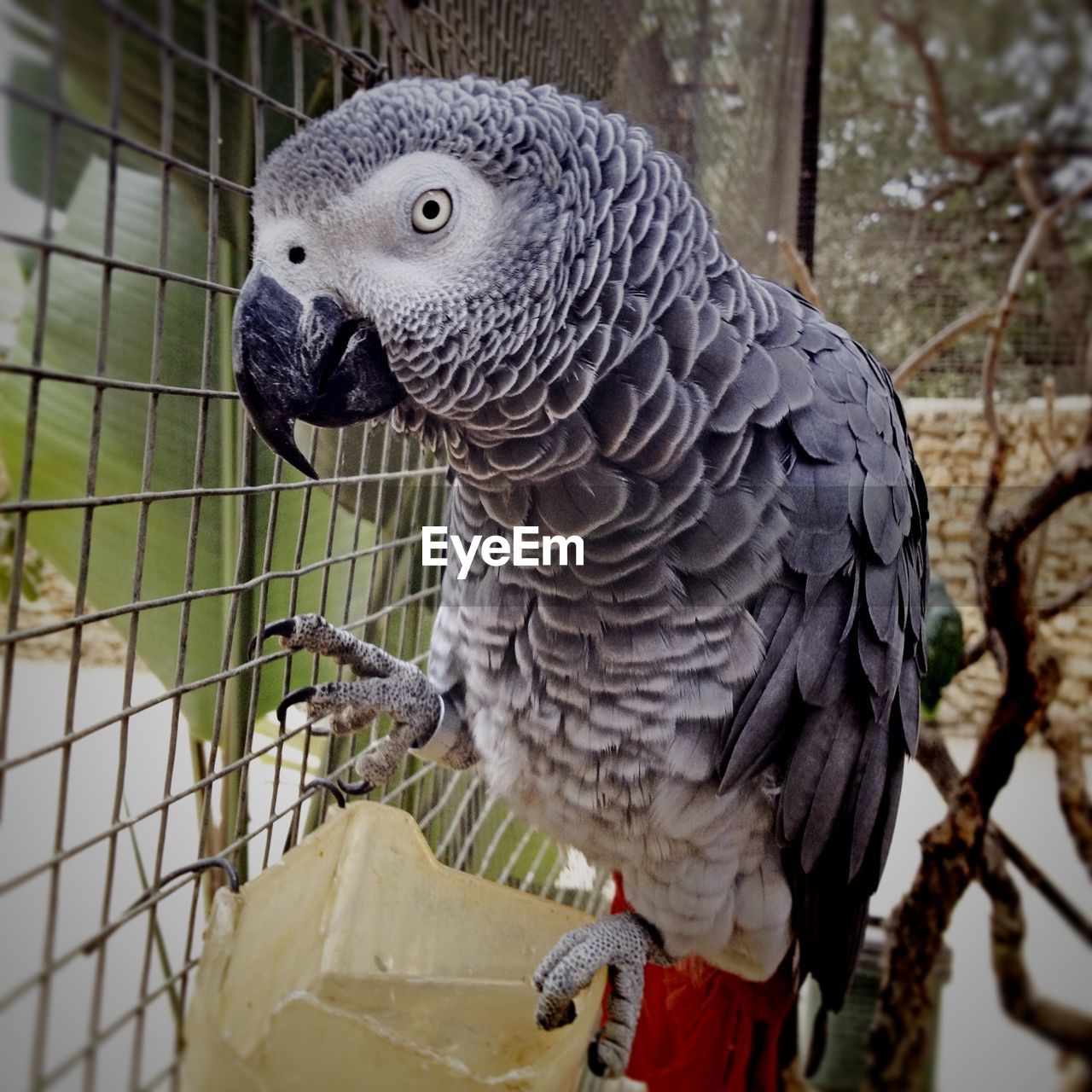CLOSE-UP OF PARROT