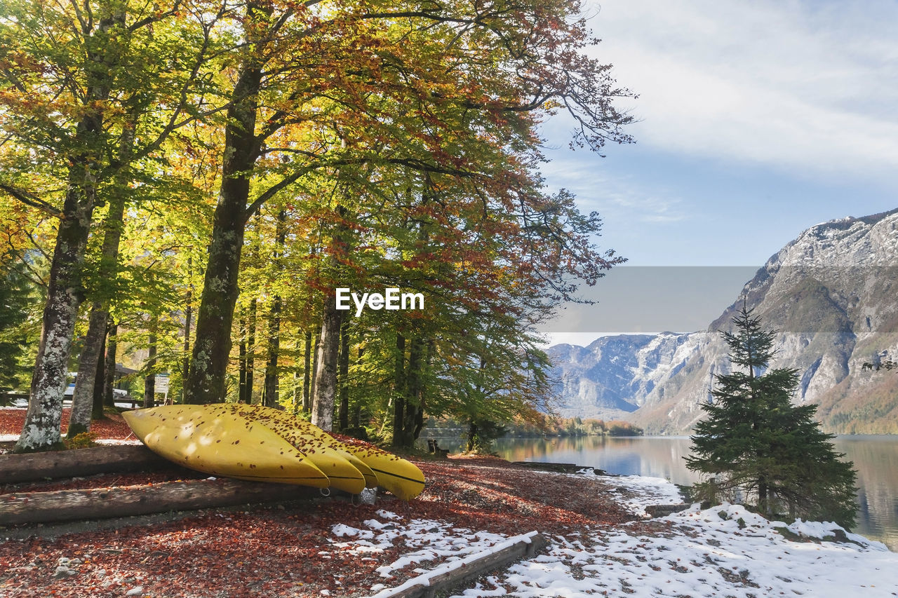 Canoe in the autumn forest on the shore of lake bohinj in slovenia