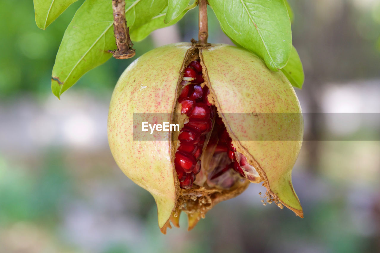 Close-up of pomegranate