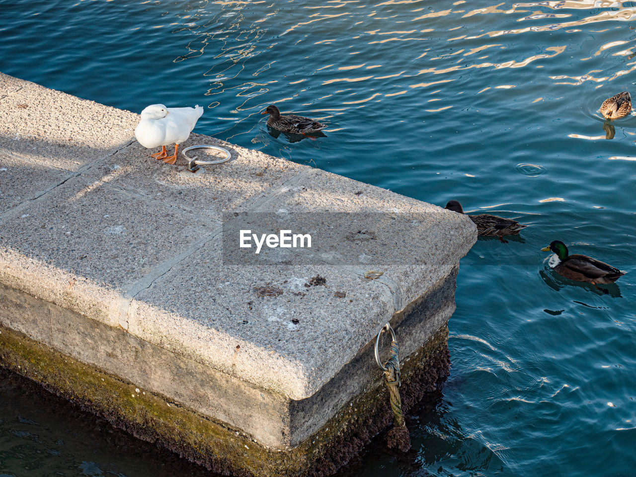 Concrete block in the port with hungry duck and other birds.