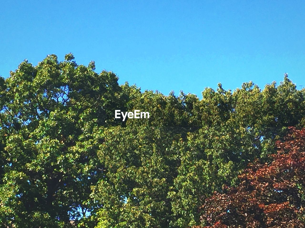 HIGH SECTION OF TREES AGAINST BLUE SKY