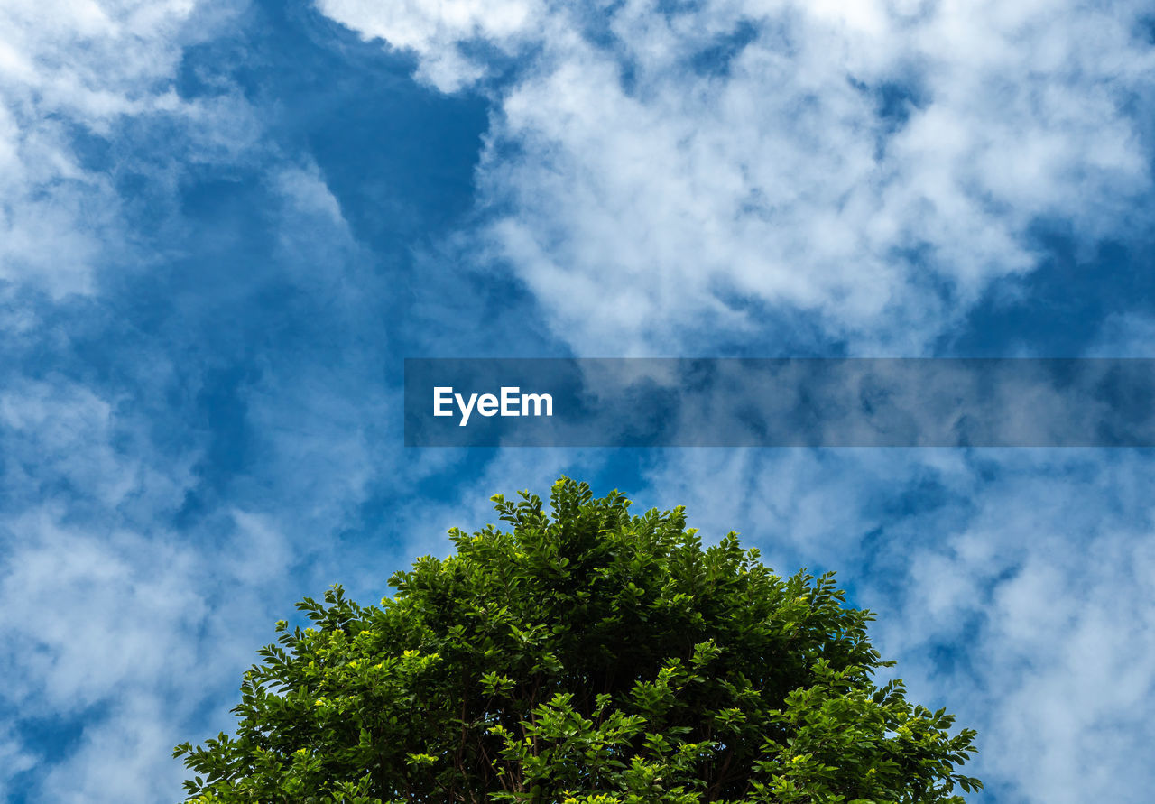 LOW ANGLE VIEW OF TREES AGAINST SKY