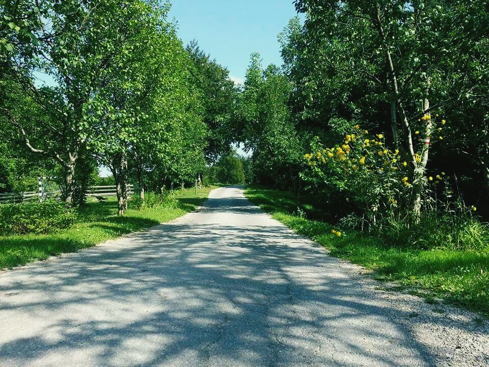 VIEW OF TREES ALONG ROAD