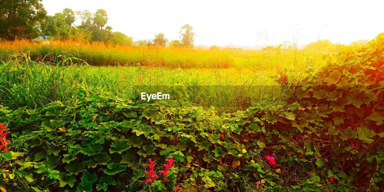 SCENIC VIEW OF FLOWERING PLANTS ON FIELD