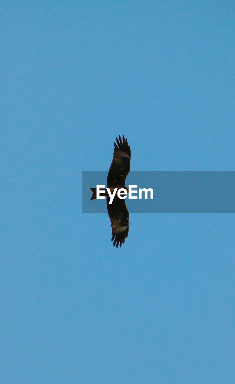 LOW ANGLE VIEW OF BIRD FLYING AGAINST CLEAR SKY