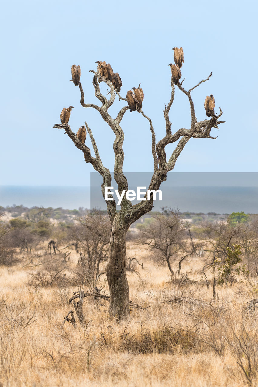 Dead tree on field against clear sky