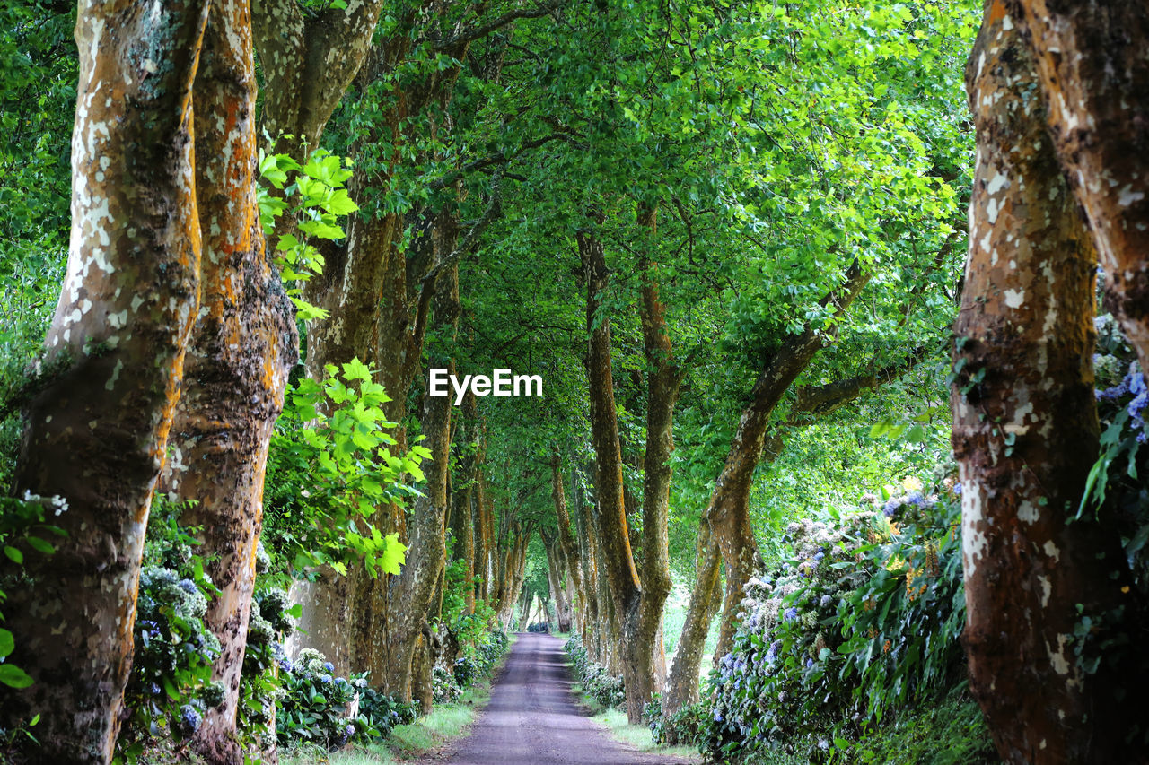 FOOTPATH AMIDST TREES