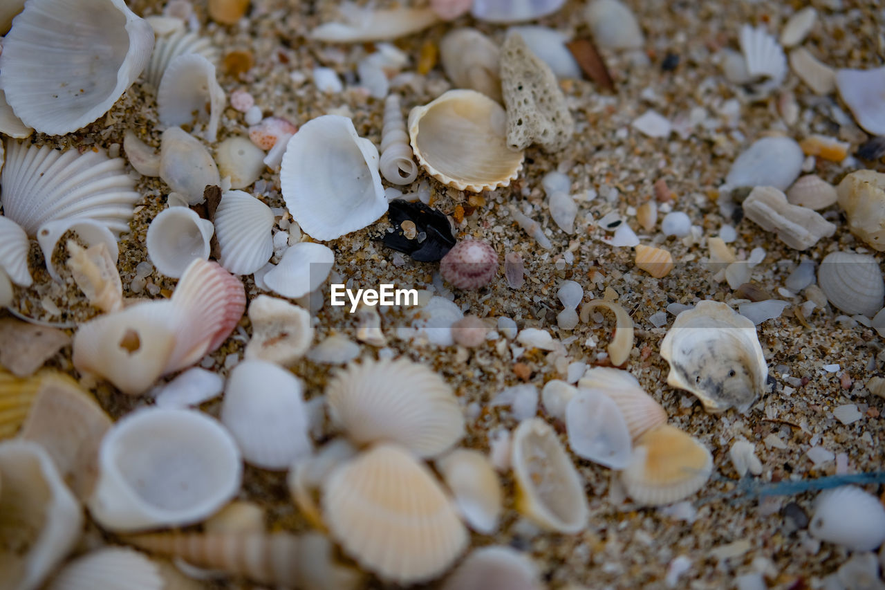 HIGH ANGLE VIEW OF SEASHELL ON BEACH