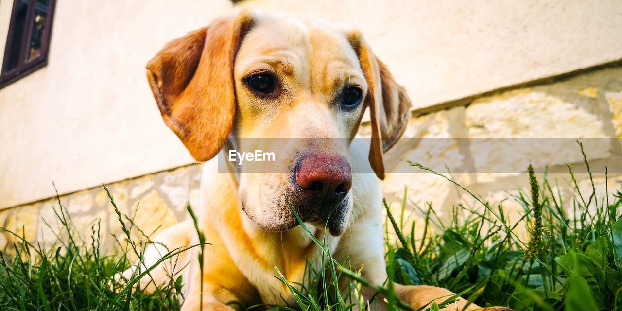 CLOSE-UP PORTRAIT OF DOG IN GRASS