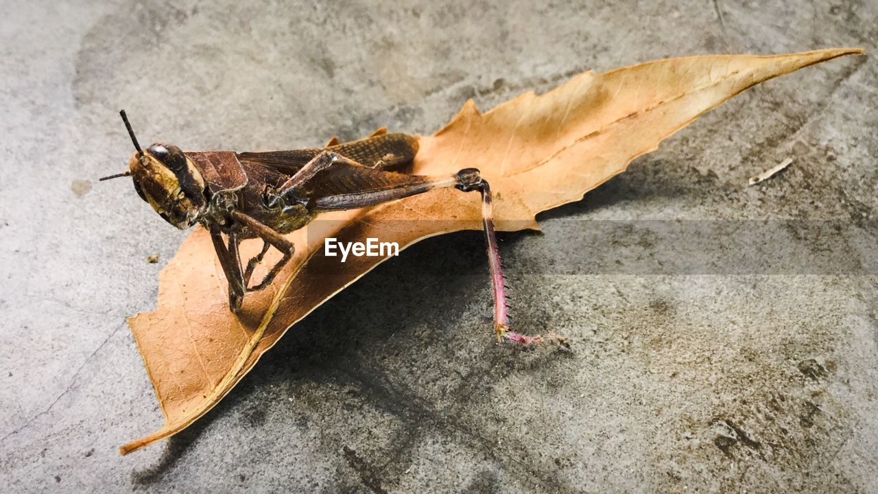 Close-up of grasshopper on dry leaf