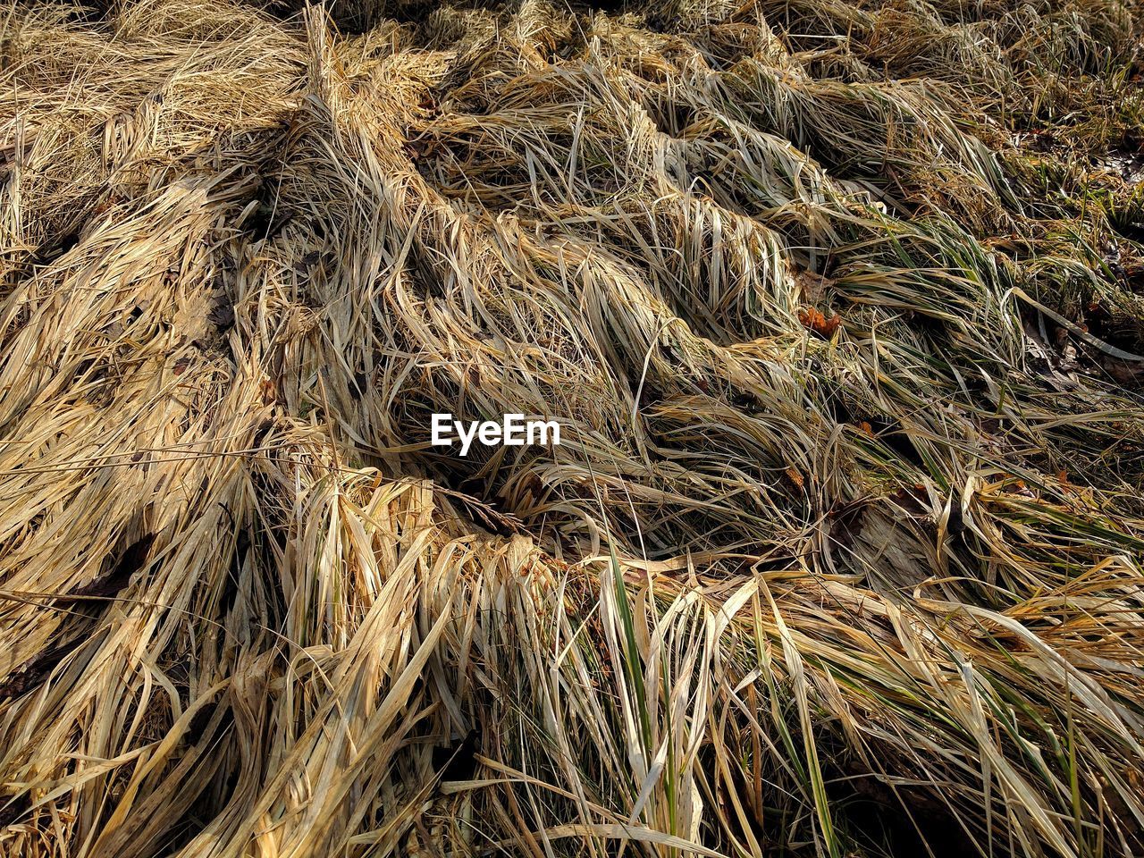 FULL FRAME OF WHEAT FIELD