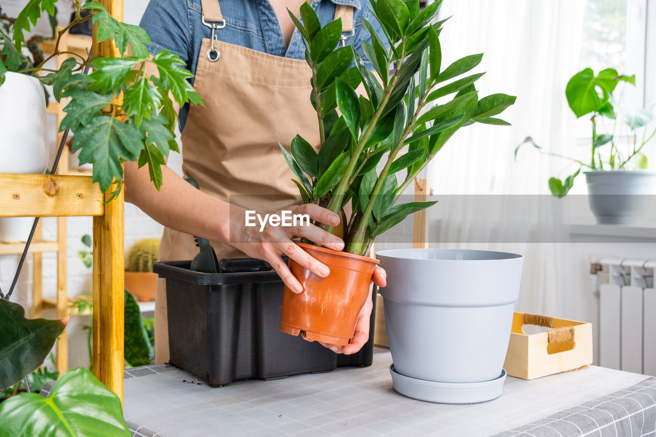 midsection of woman holding potted plant on table