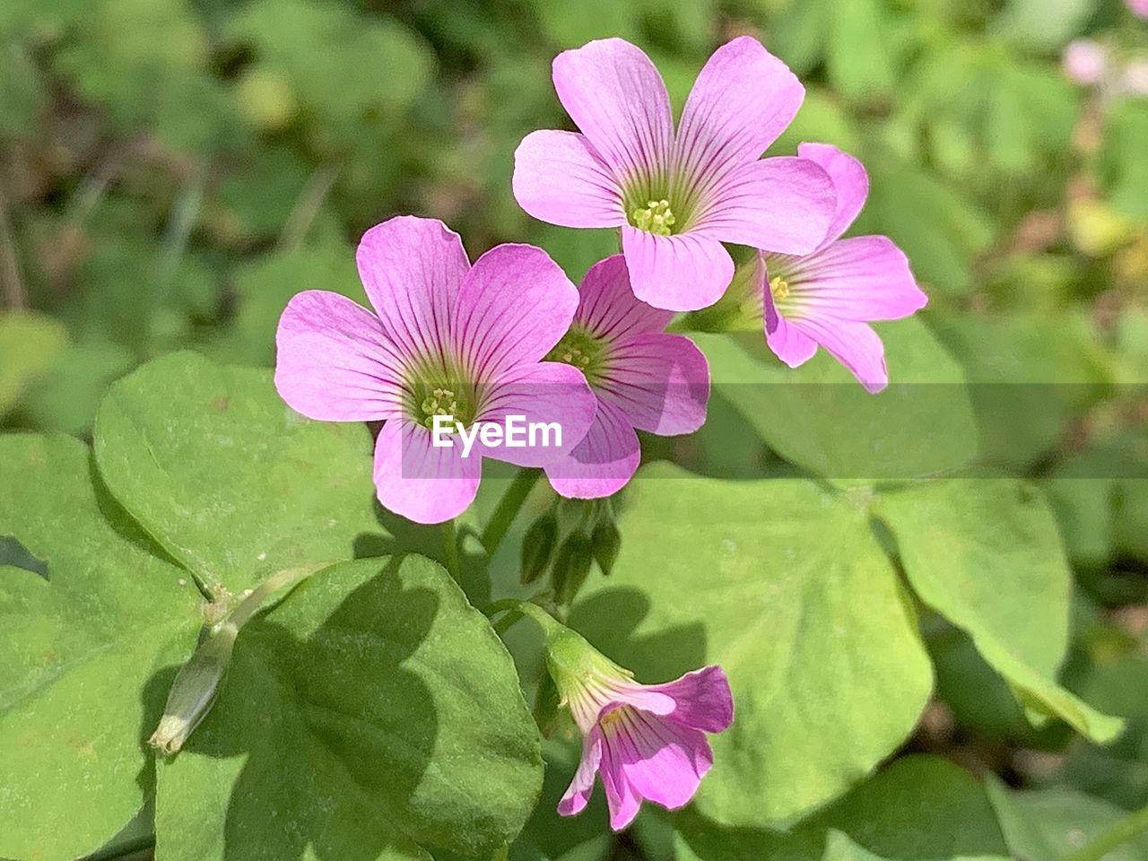 flower, flowering plant, plant, freshness, pink, beauty in nature, leaf, plant part, petal, flower head, close-up, inflorescence, nature, fragility, growth, green, no people, springtime, magenta, outdoors, pollen, purple, wildflower, botany, blossom, day