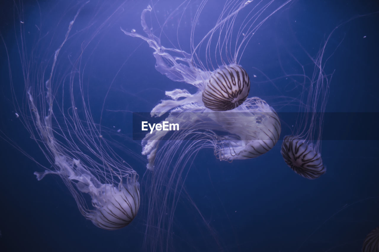 VIEW OF JELLYFISH IN SEA