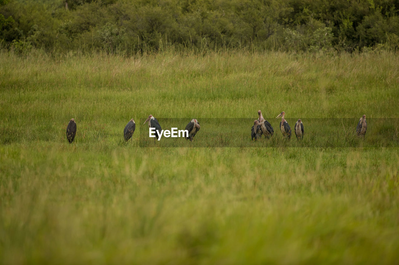 Birds on grass