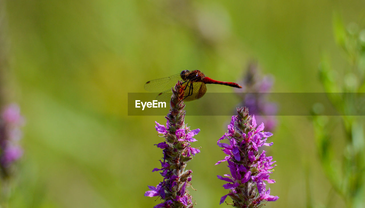 animal wildlife, animal themes, insect, animal, plant, flower, flowering plant, beauty in nature, nature, wildlife, one animal, freshness, close-up, purple, fragility, macro photography, animal wing, macro, focus on foreground, meadow, no people, environment, petal, wildflower, animal body part, outdoors, flower head, growth, selective focus, grass, food, summer, green, day, lavender, full length, tranquility, field, springtime, prairie, defocused