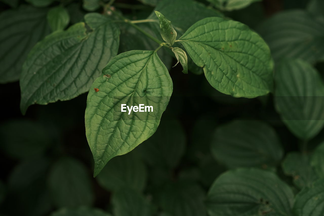 leaf, plant part, plant, green, nature, flower, close-up, growth, food and drink, food, no people, beauty in nature, freshness, outdoors, leaf vein, day, herb