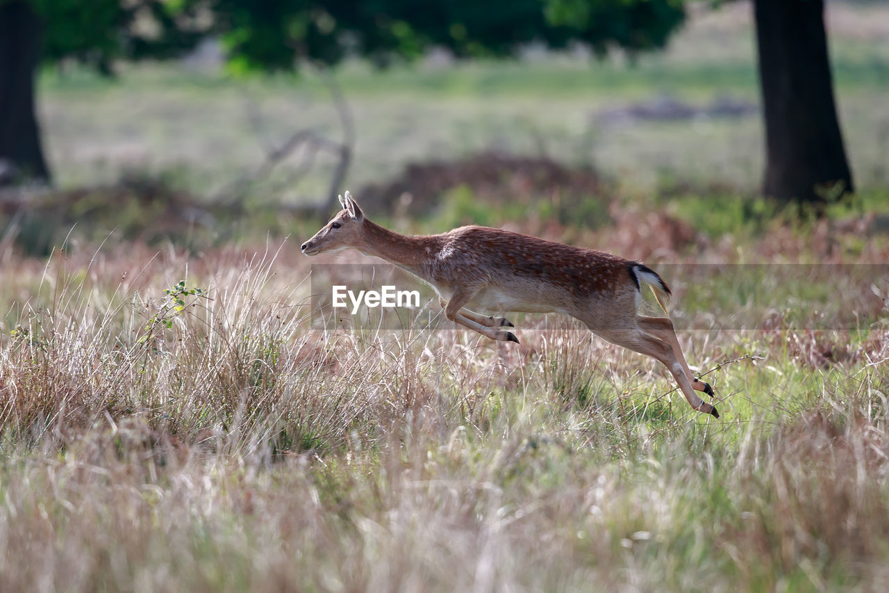 A fallow deer leaping