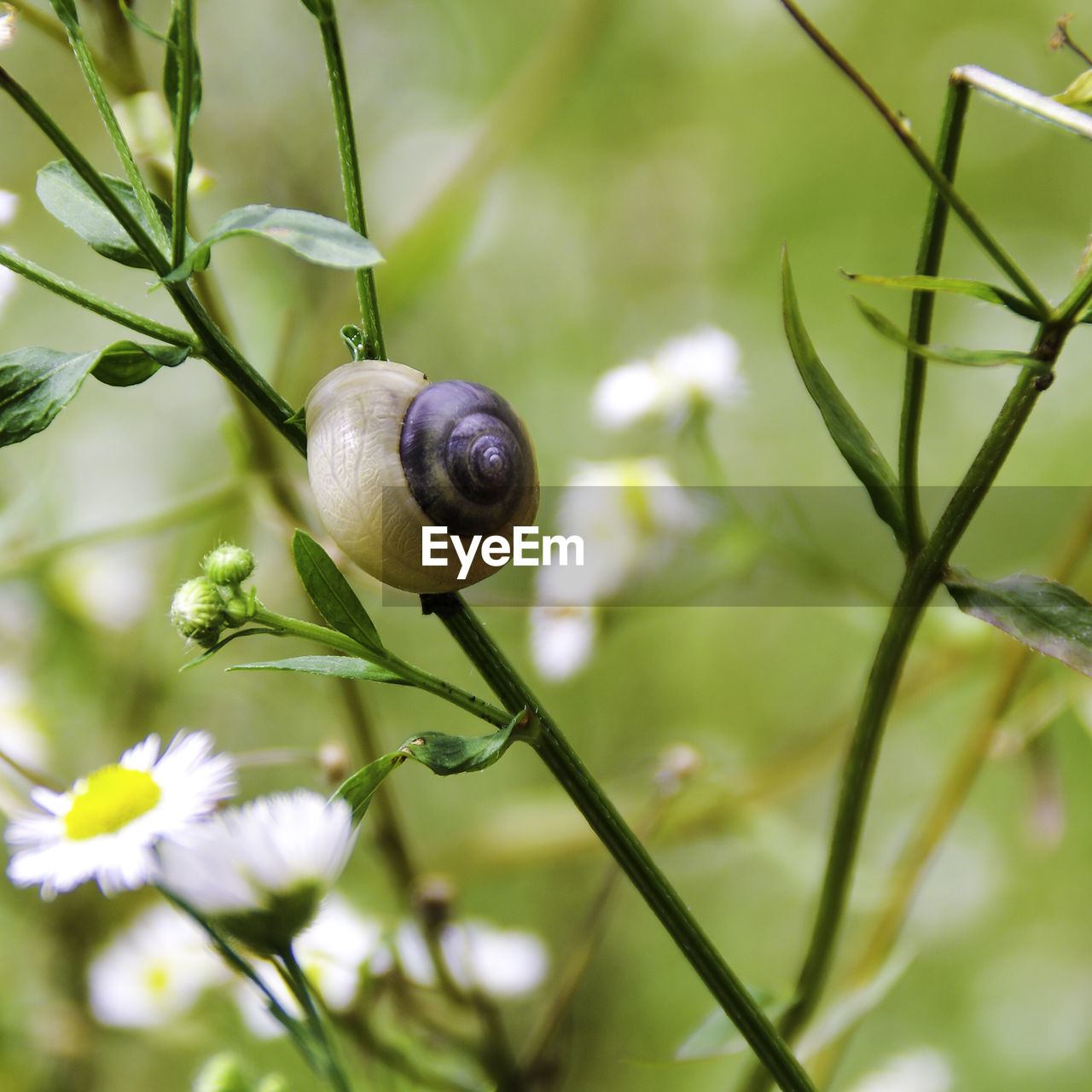 Close-up of snail on plant