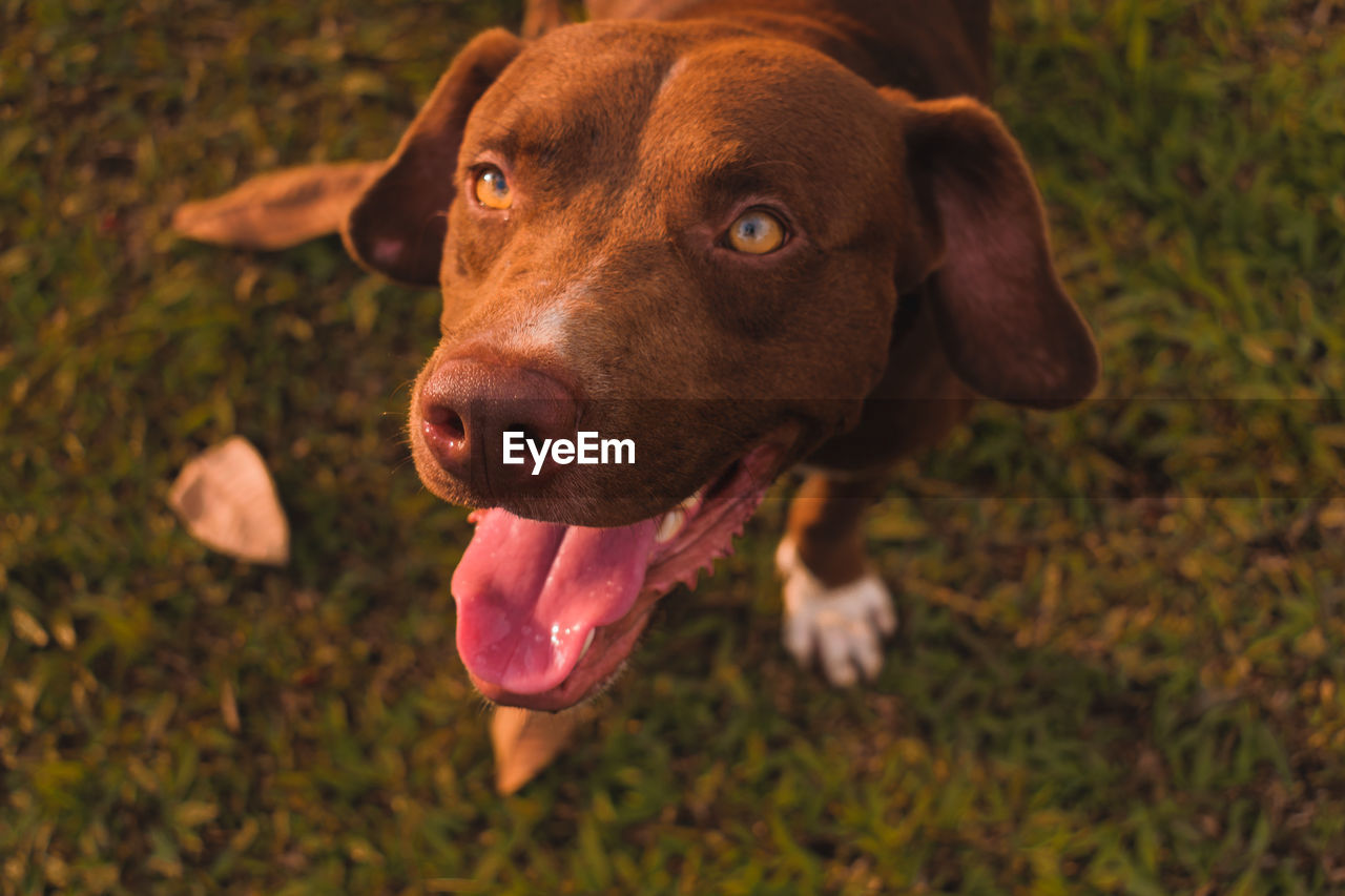 High angle view of dog on grass