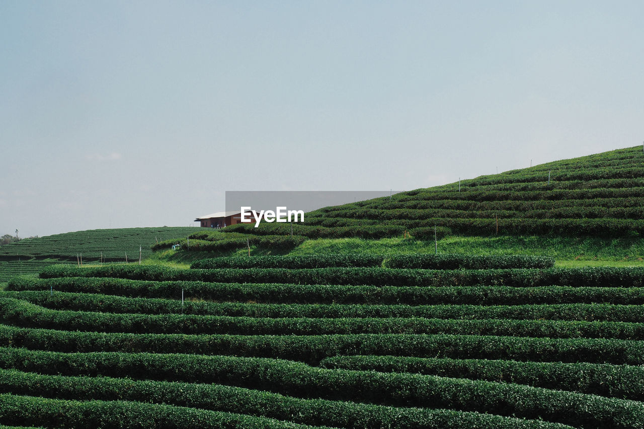 AGRICULTURAL FIELD AGAINST SKY