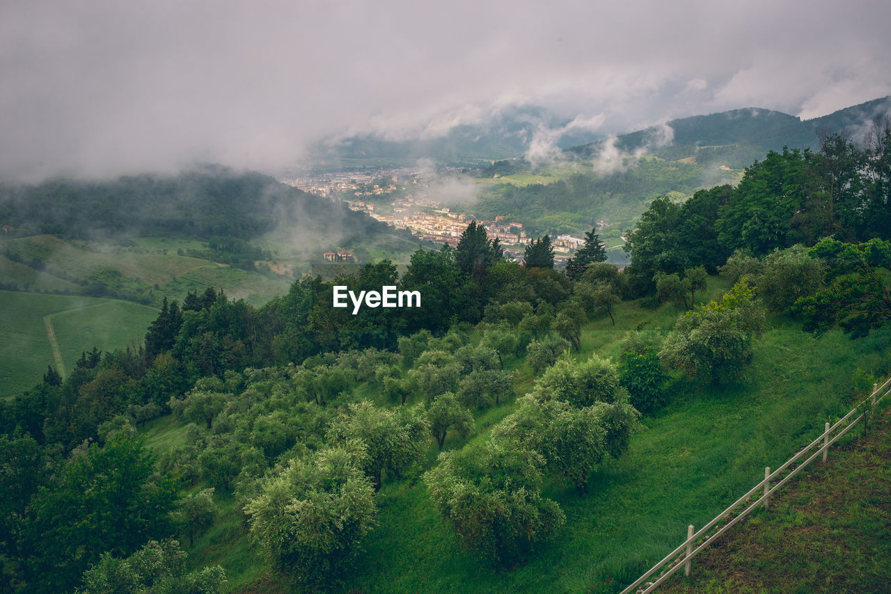 Trees and plants growing on land against sky