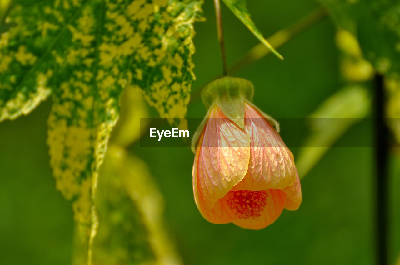 CLOSE-UP OF FLOWERING PLANT AGAINST RED LEAF