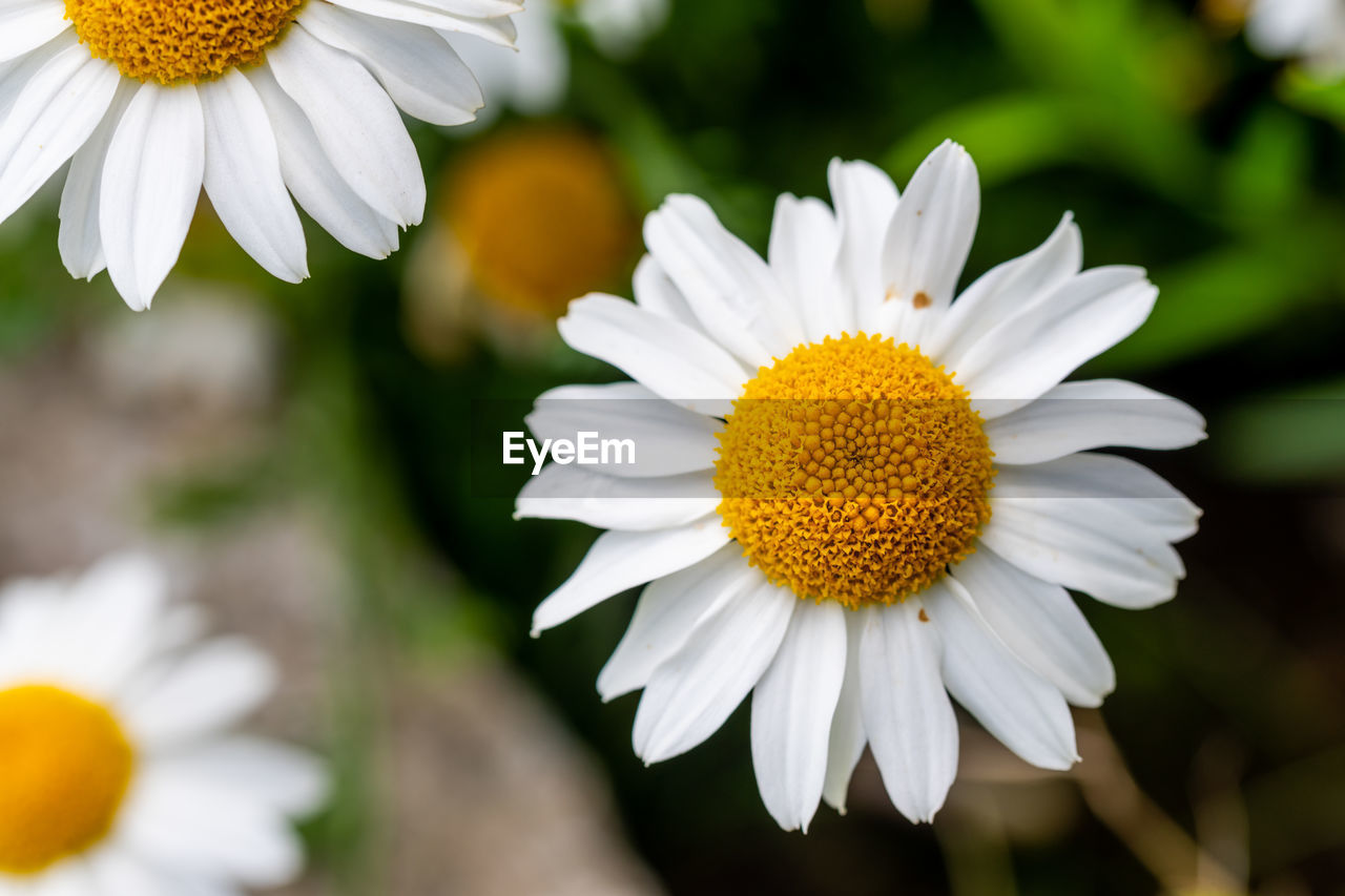 CLOSE-UP OF WHITE DAISIES