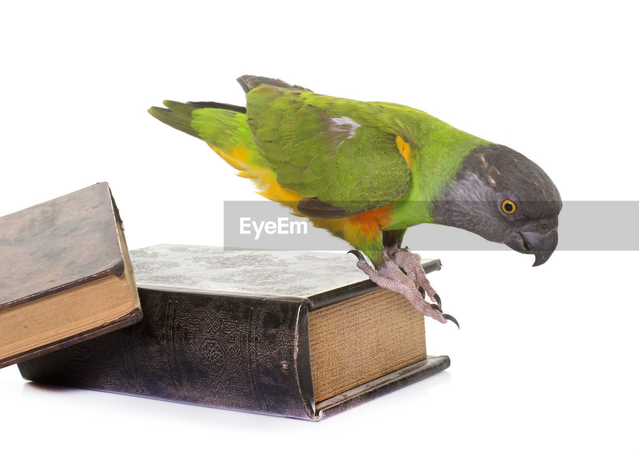 Close-up of senegal parrot perching on book against white background