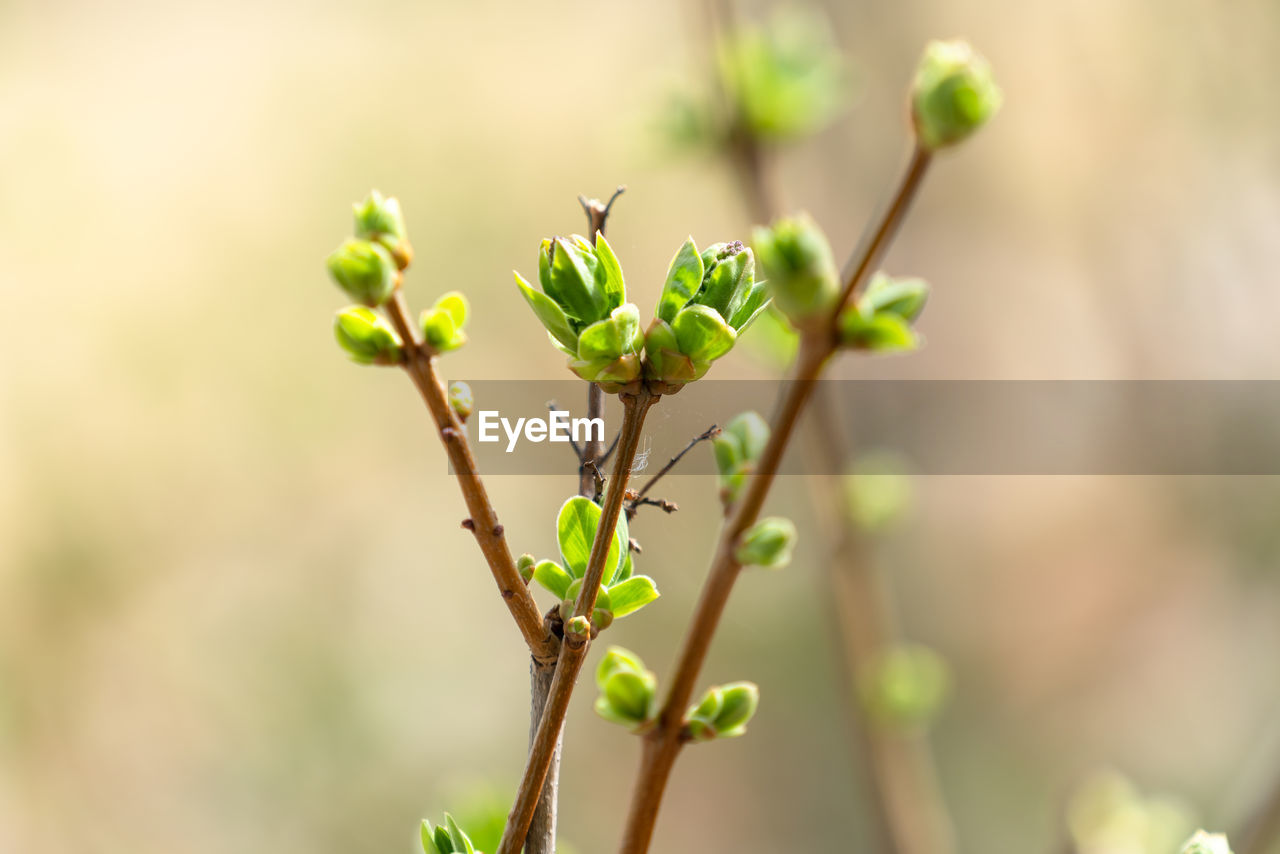 Close-up of tree buds growing outdoors