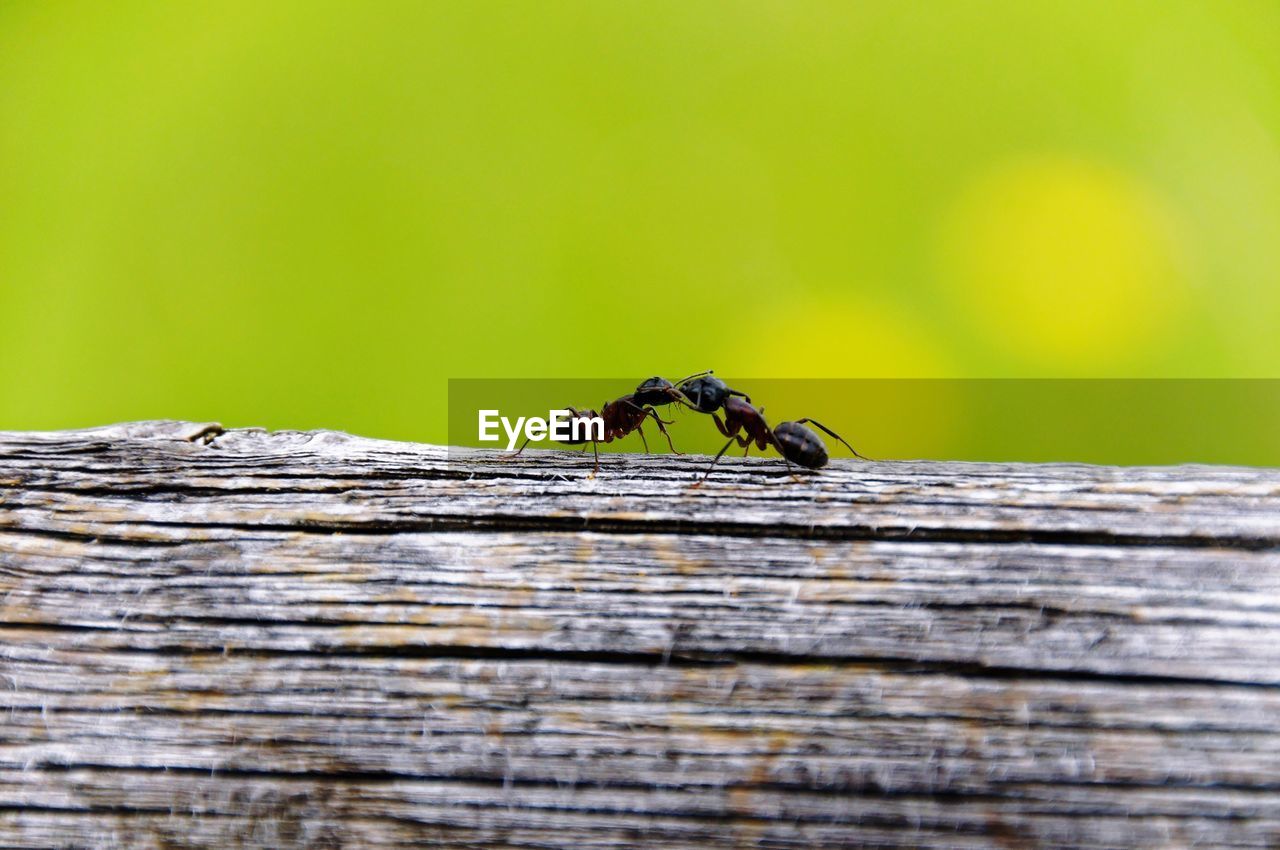 Close-up of insects on wood