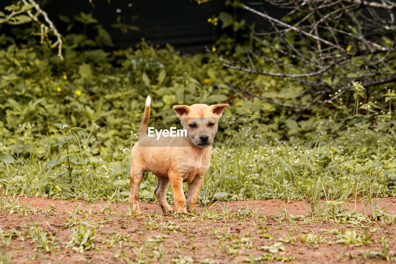 PORTRAIT OF DOG STANDING ON GROUND