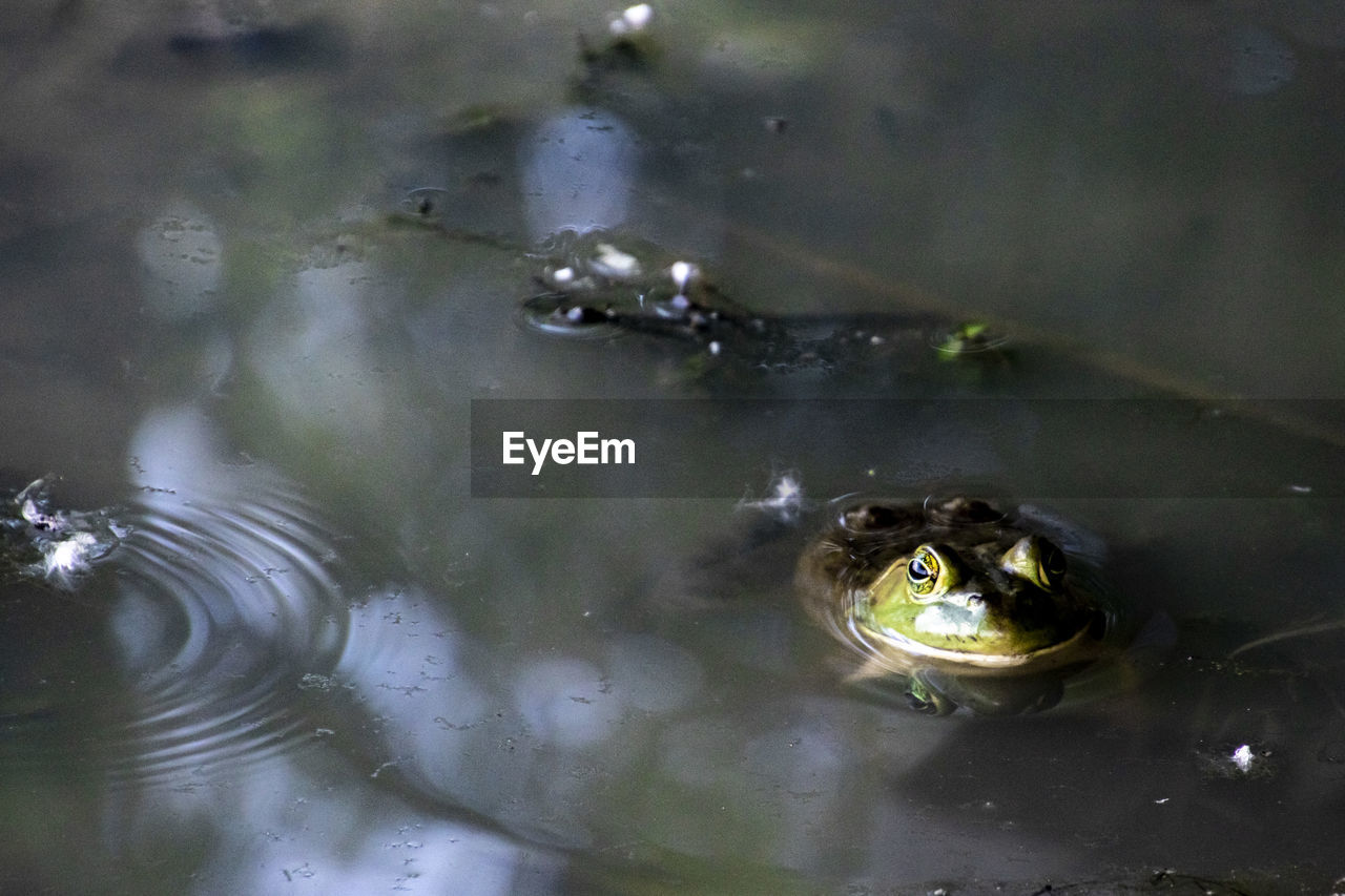 CLOSE-UP OF FROG SWIMMING IN LAKE