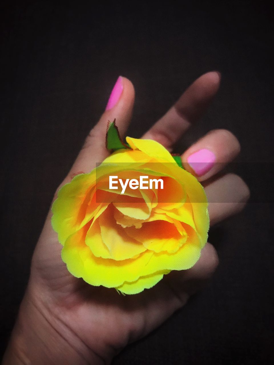 CLOSE-UP OF HAND HOLDING YELLOW FLOWER