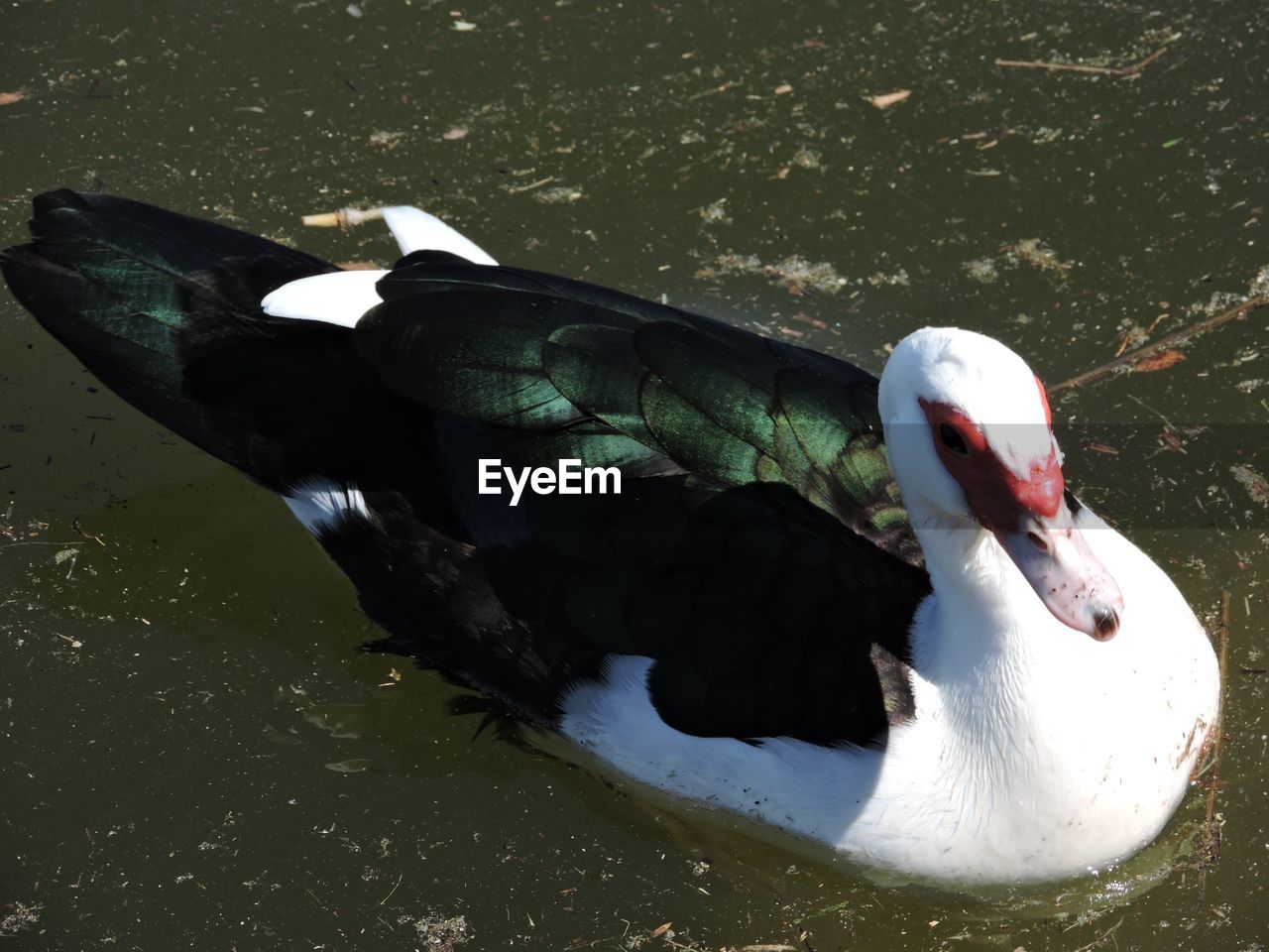 SWAN ON WATER