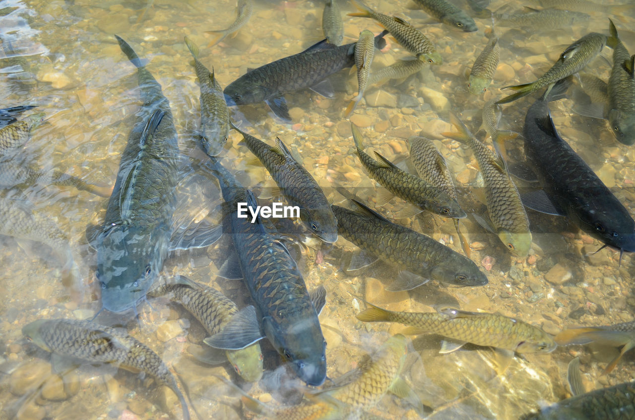 HIGH ANGLE VIEW OF FISH UNDERWATER