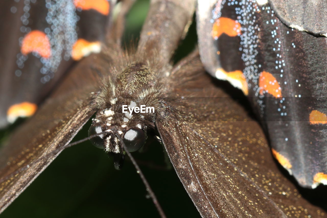 macro photography, close-up, animal themes, animal, nature, animal wildlife, insect, leaf, no people, one animal, wildlife, focus on foreground, plant, outdoors, flower, macro, animal wing, selective focus, beauty in nature, animal body part, day, water