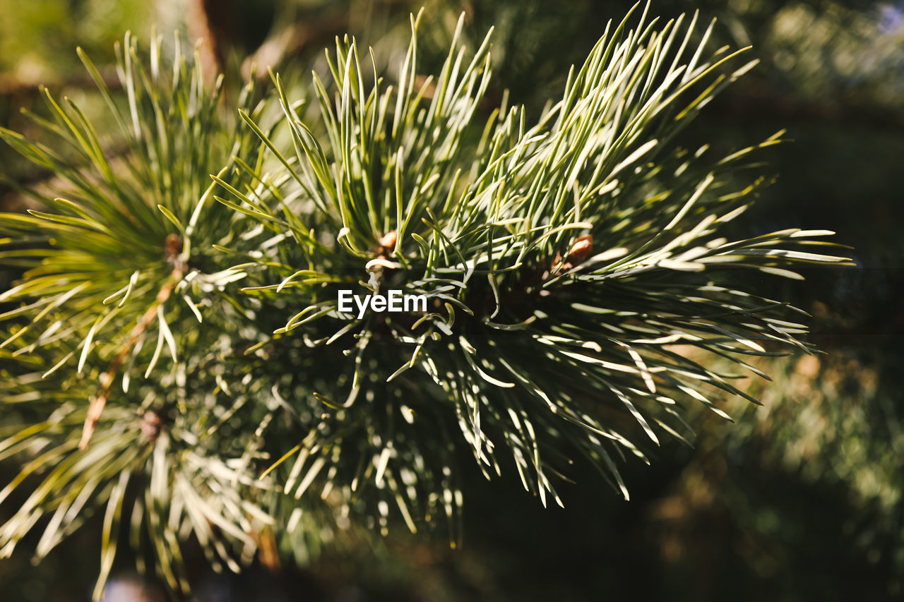 close-up of christmas tree
