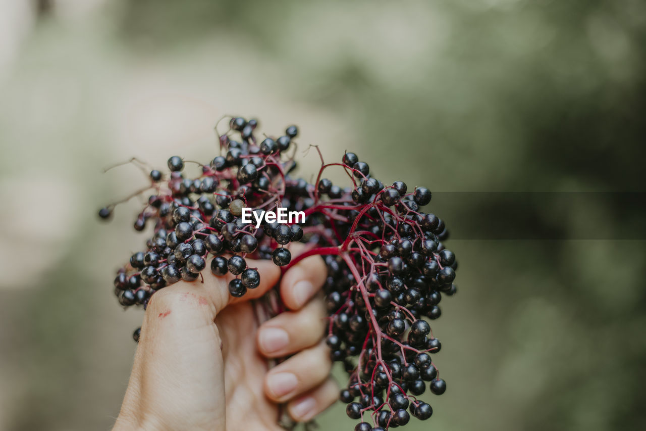 Close-up of hand holding elderberries